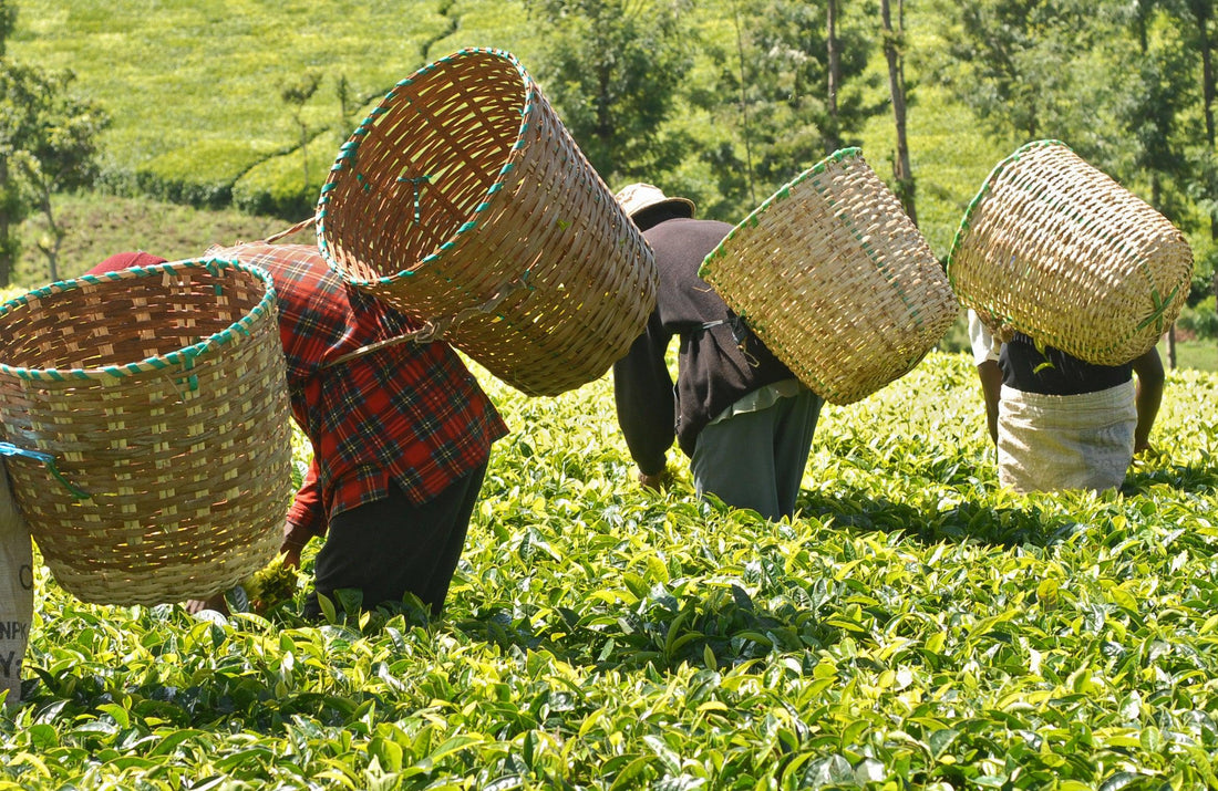 Drink Best White Tea; Best White Tea to Buy - Basket Leaf