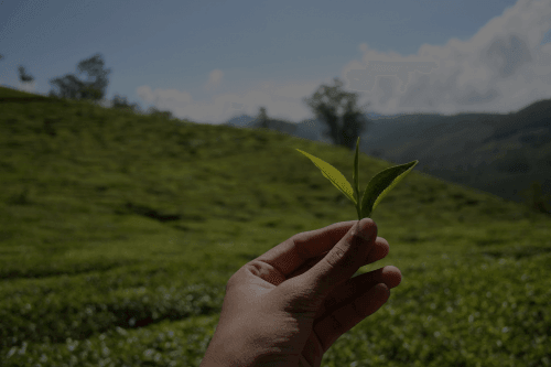From Garden to Your Mug—Harvesting the Best Quality Green Tea in 2022 - Basket Leaf
